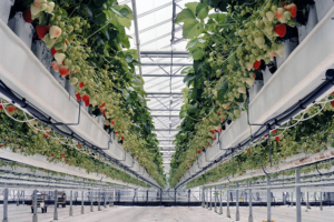 11_let_opita 11_let_opita